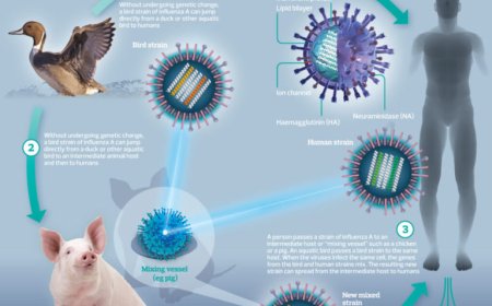 Viene la pandemia de gripe aviar con transmisión humana