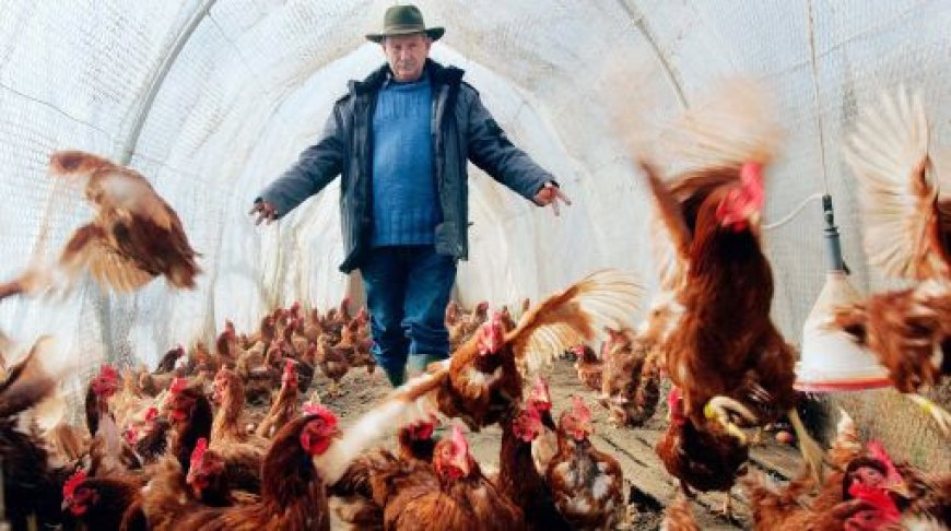 ?Van a usar la gripe aviar como arma biológica¿