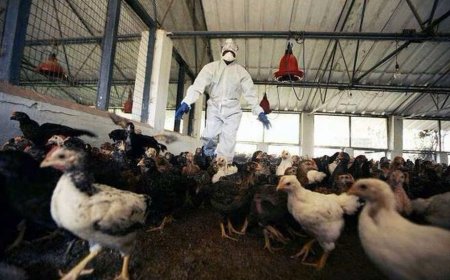 La gripe aviar es provocada por el hombre