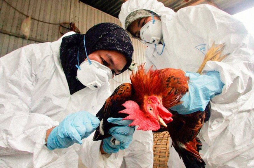 La gripe aviar es una cepa creada por el hombre