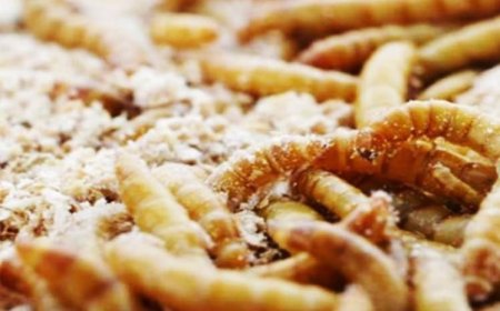 Nos están enfermando por medio de la alimentación