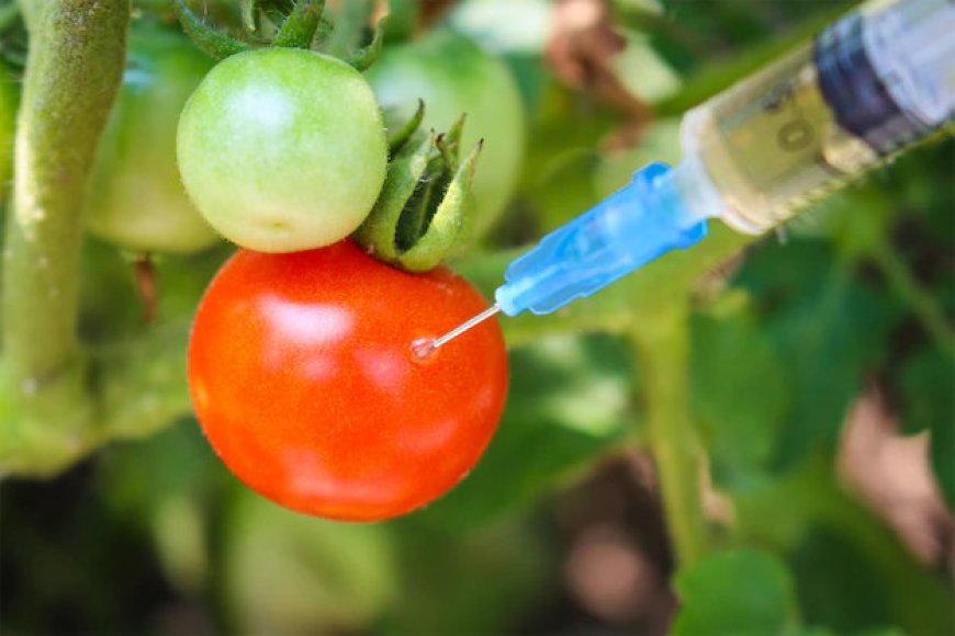 Los alimentos "genéticamente modificados" y el esfuerzo por ocultar lo que comes