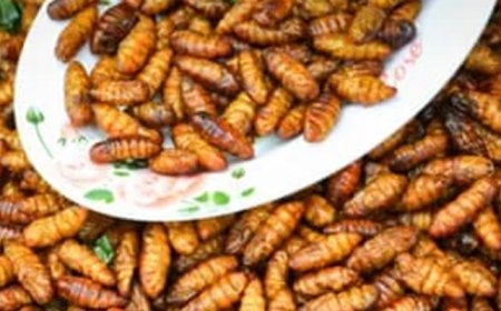 Bill Gates y la ONU están presionando para que las dietas basadas en insectos para animales y humanos monopolicen la industria de las proteínas