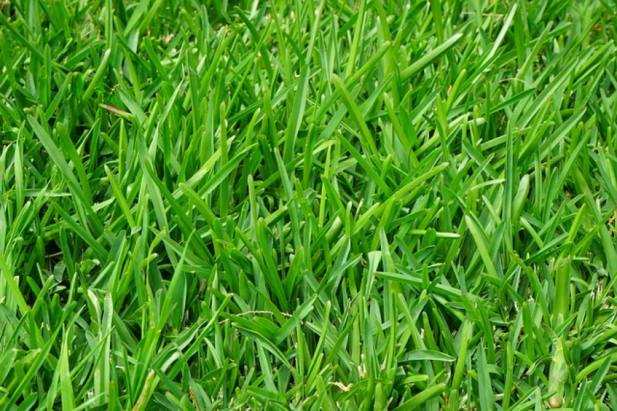 Plantar césped de trébol