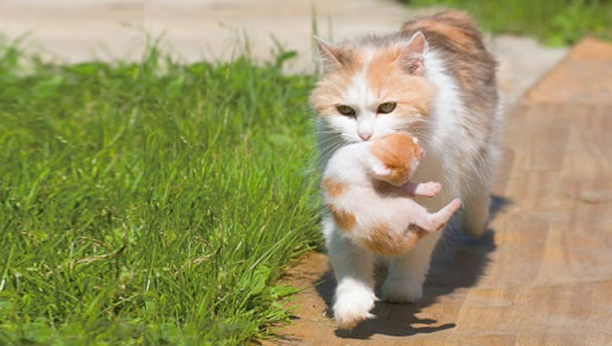 Los animales tienen mejores instintos de supervivencia que los humanos