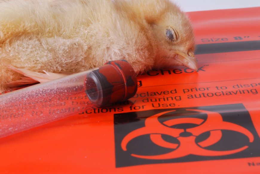 Pandemia 2.0 lista para funcionar