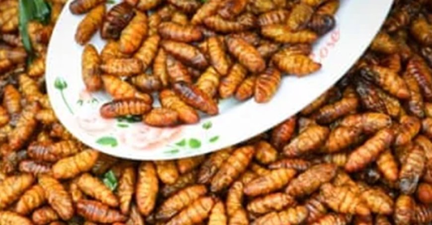 Bill Gates y la ONU están presionando para que las dietas basadas en insectos para animales y humanos monopolicen la industria de las proteínas