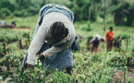 La Fundación Rockefeller y la destrucción de la agricultura mundial