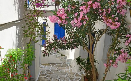 Buganvilla: Cuidados, poda, fertilización y riego