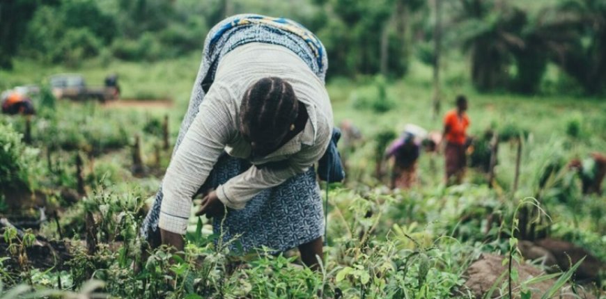 La Fundación Rockefeller y la destrucción de la agricultura mundial