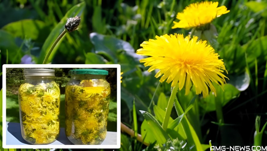 La raíz de diente de león mata las células cancerosas