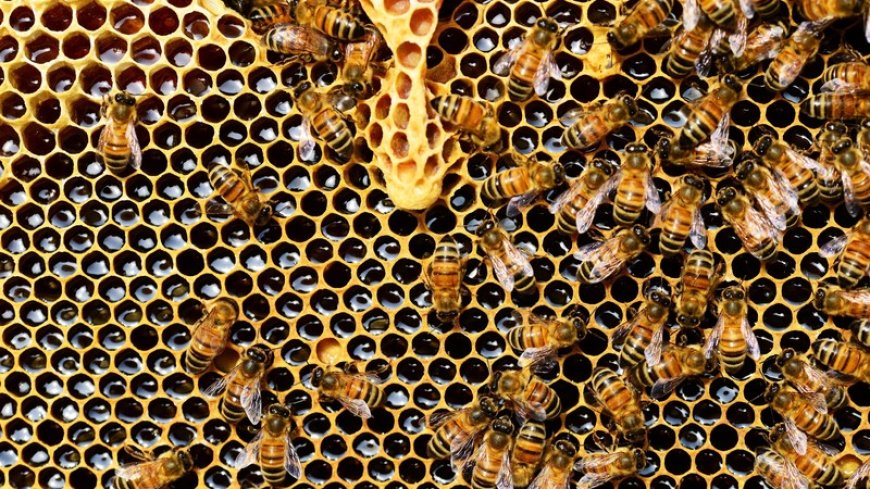 El WEFl ordena a los gobiernos destruir millones de abejas