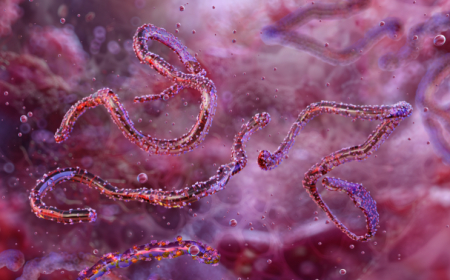 La próxima plandemia en ciernes: ¿Marburgo?