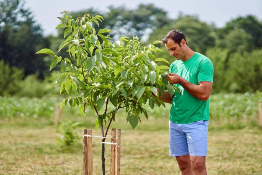 Cómo y cuando plantar un nogal