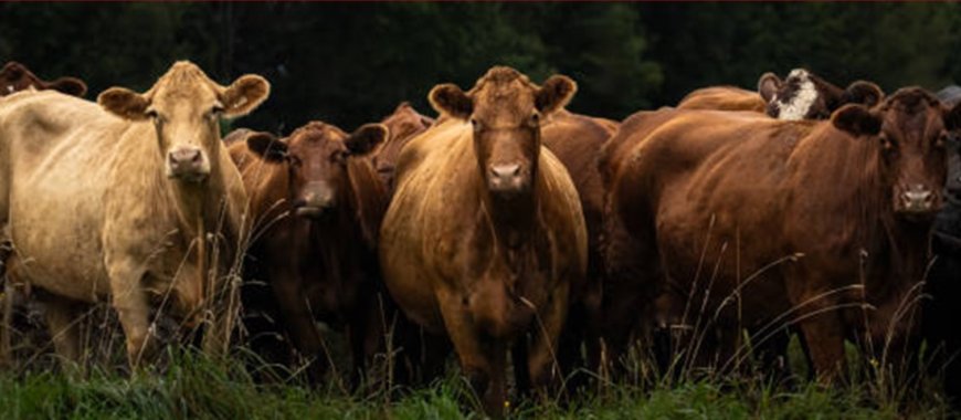 El impuesto danés sobre el "pedo de vaca"