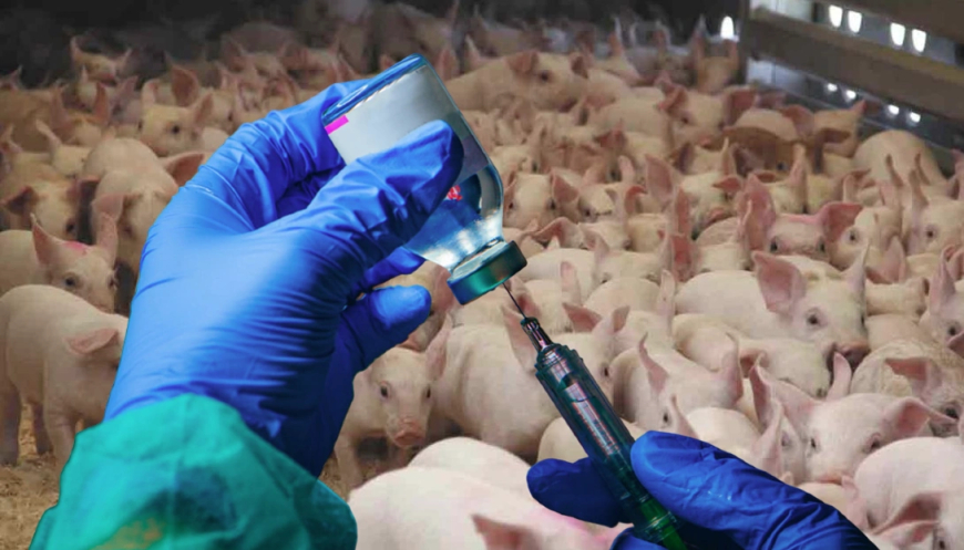 Inyecciones de coágulos de ARNm en carne de cerdo