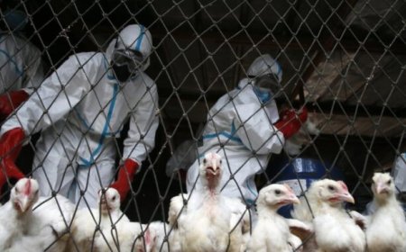 La gripe aviar es una "operación psicológica del gobierno" para "controlar al público"