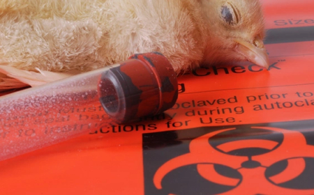 PÁNICO DE LA GRIPE AVIAR EXPUESTO