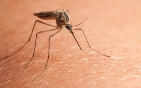 Científicos alertan sobre el uso de mosquitos para vacunar a humanos