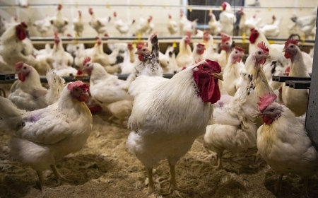 Las vacunas contra la gripe aviar impulsan la evolución del virus