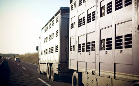 La nueva ley animalista tumbará la producción de carne y subirá sus precios