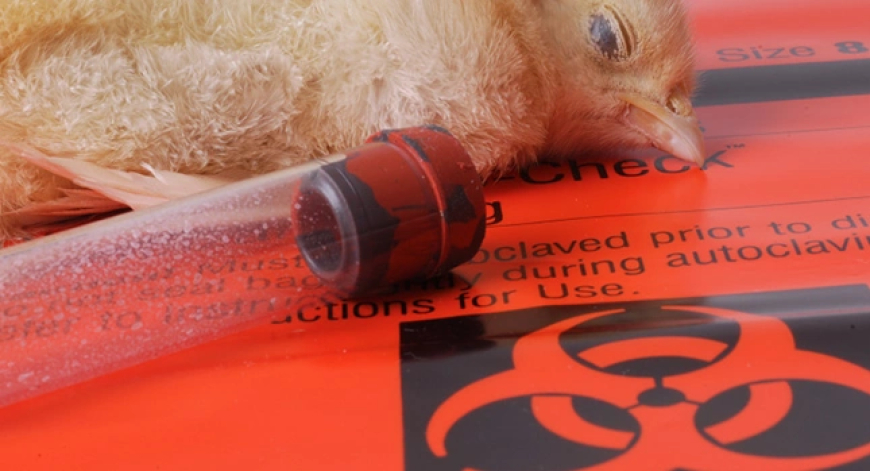 PÁNICO DE LA GRIPE AVIAR EXPUESTO