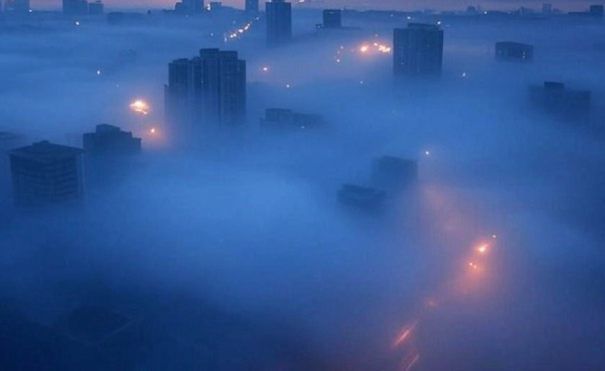 FOGVID-24