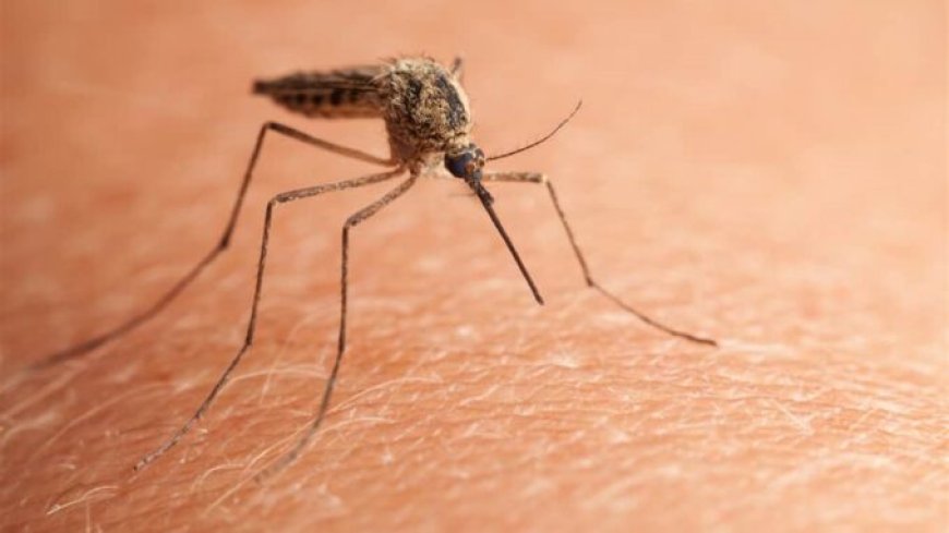 Científicos alertan sobre el uso de mosquitos para vacunar a humanos