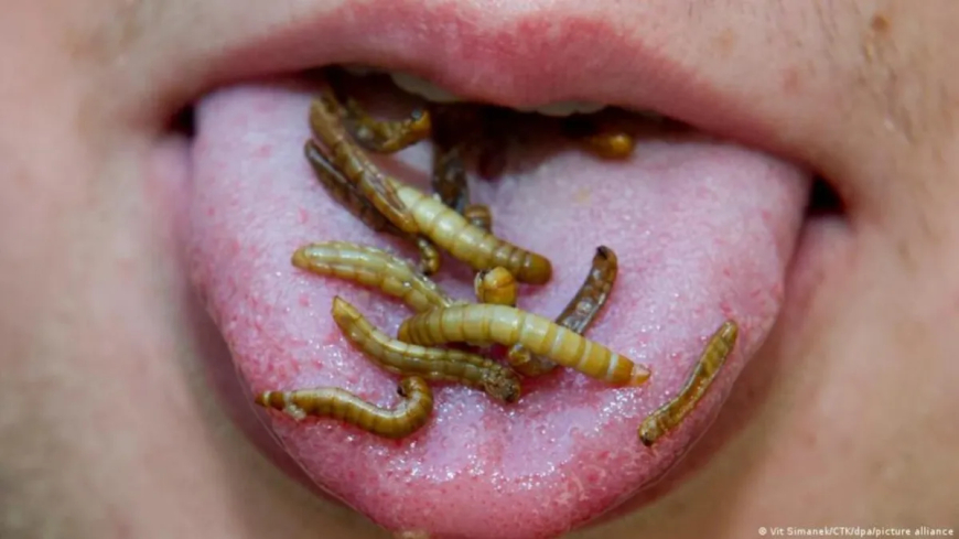 Larvas de gusanos en nuestra comida