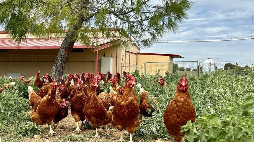 España prohíbe desde este lunes la cría de gallinas al aire libre por el riesgo de la gripe aviar