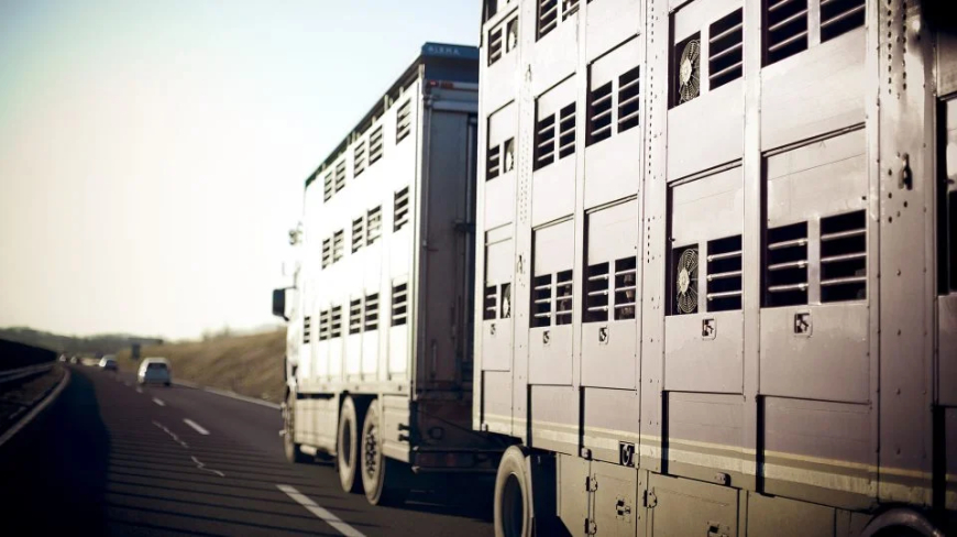 La nueva ley animalista tumbará la producción de carne y subirá sus precios