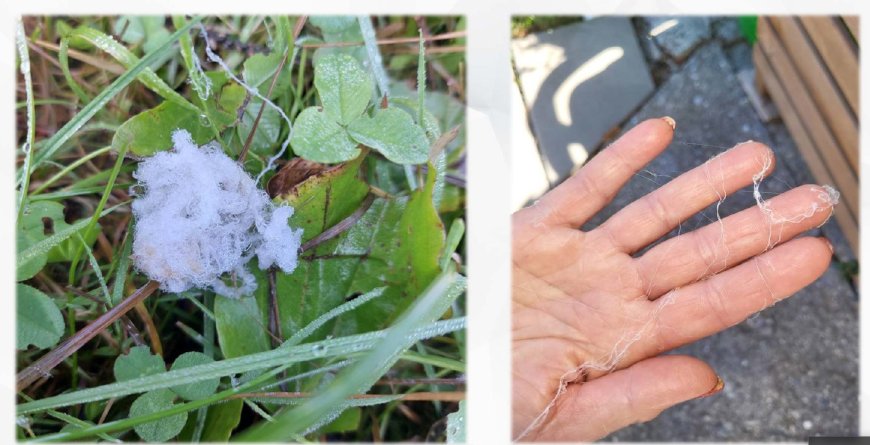 Misteriosas Hebras de Araña