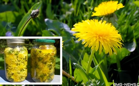 La raíz de diente de león es capaz de matar el 98% de las células cancerosas en 48 hora