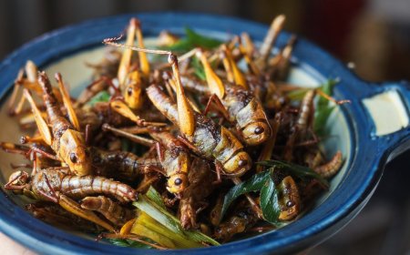 España entra en la «era de los insectos» produciendo pienso para los animales