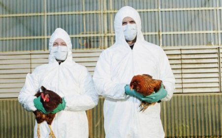 El plan de "vacunas con fugas" del USDA aumentará la gripe aviar y la convertirá en un virus "más mortal