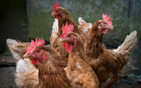 Hasta donde va la paranoia de los globalistas