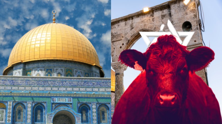 Israel se prepara para el histórico sacrificio de vacas rojas, ¿una señal del fin de los tiempos?