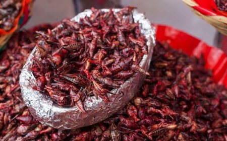 Llega a España la primera fábrica de harina de grillo