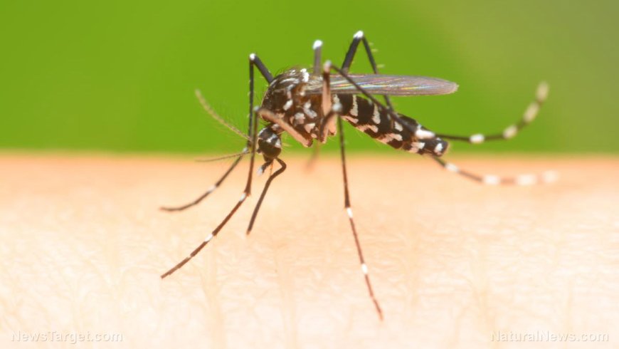Mosquitos genéticamente modificados liberados en EE.UU