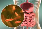 Un hongo intestinal puede curar el hígado graso