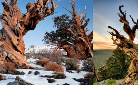 Chemtrails, poliéster y tecnología genética