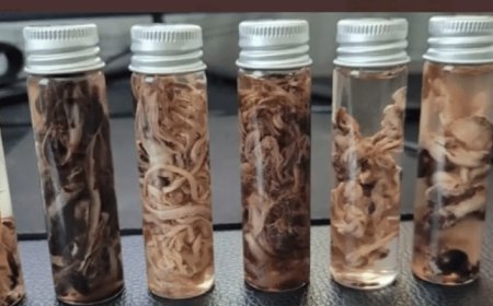 Coágulos blancos y gomosos en los vacunados COVID 19