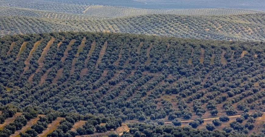 Por las mentiras del cambio climatico talan olivos para poner paneles solares