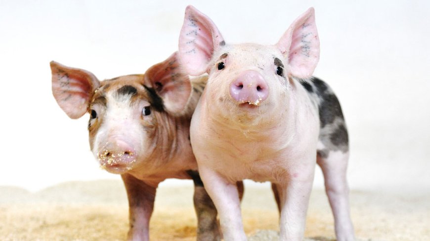 EE UU aprueba el uso de cerdos CRISPR para la alimentación