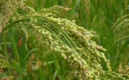 La fuente más rica de colágeno