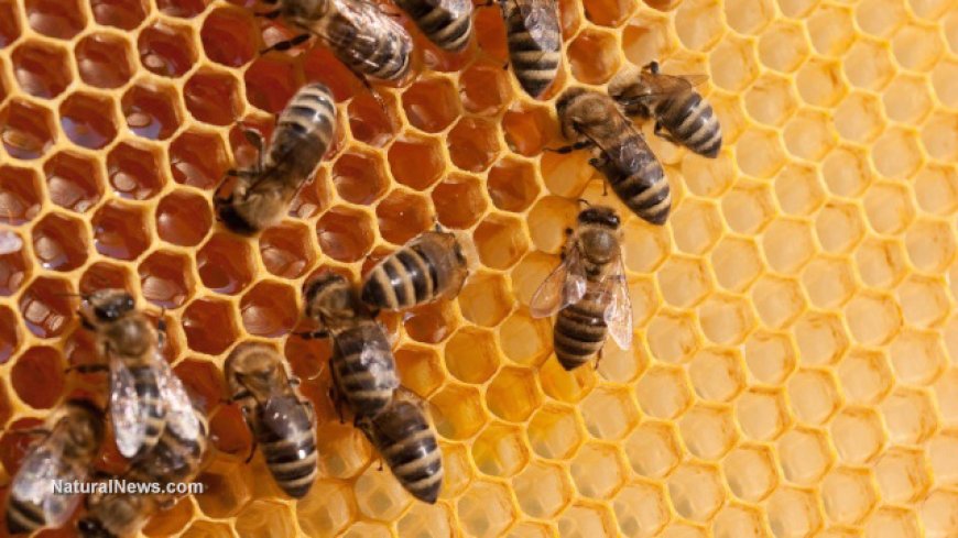 Las abejas y la luz artificial