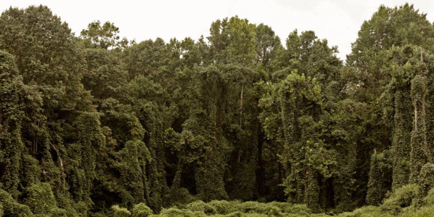 Ecologización global: la verdad que no quieren que sepas