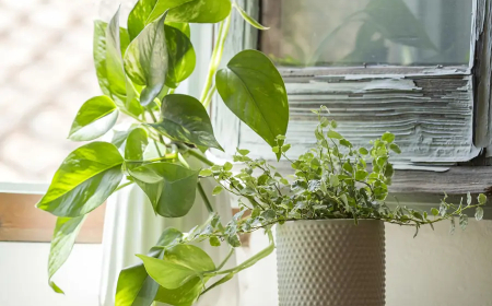 El mejor abono para las plantas