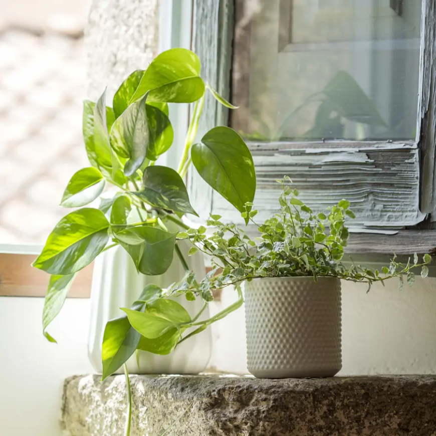 El mejor abono para las plantas