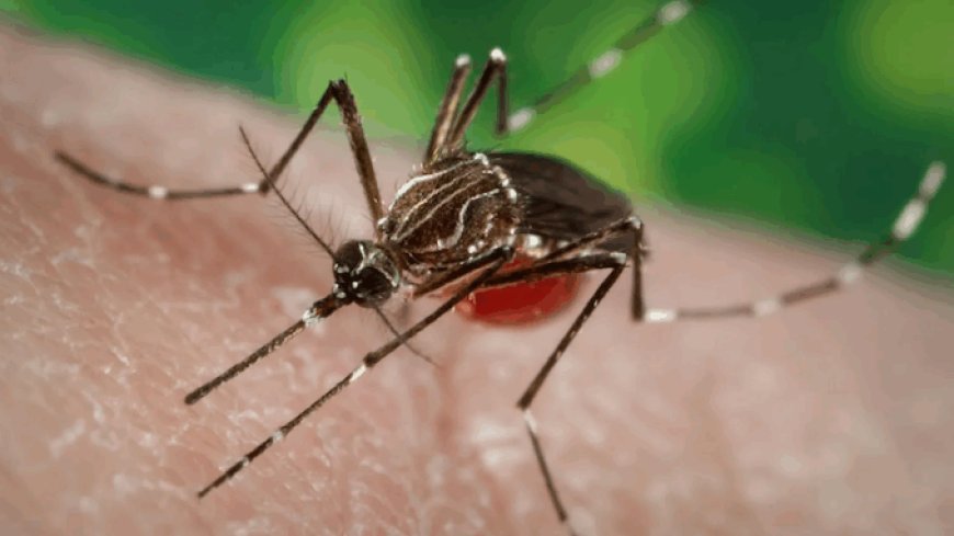 Un nuevo virus chikungunya "mortal" causado por los mosquitos de Bill Gates